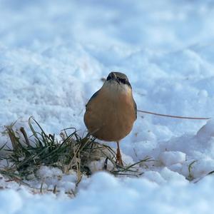 Wood Nuthatch