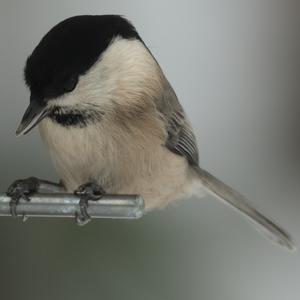 Willow Tit