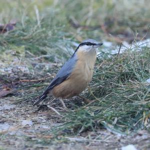 Wood Nuthatch