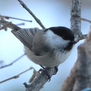 Willow Tit