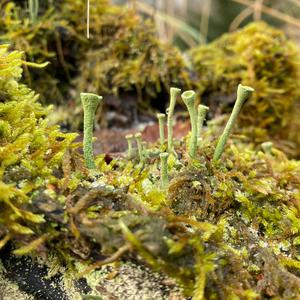 Unknown Species