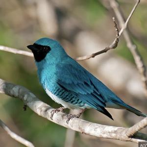 Unknown Species