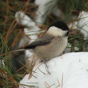 Willow Tit