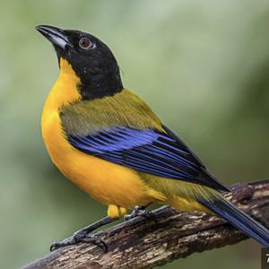 Unknown Species
