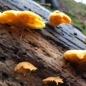 Hairy Parchment