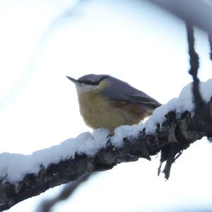 Wood Nuthatch