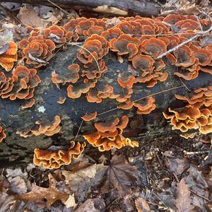 Unknown Species