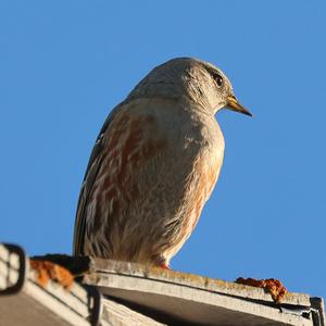 Alpine Accentor