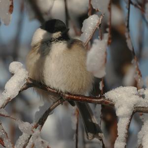 Willow Tit