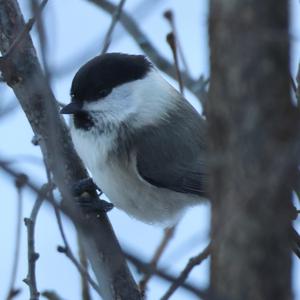Willow Tit