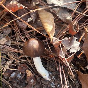 Unknown Species