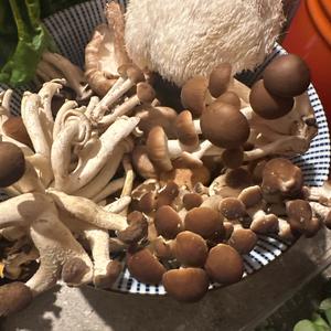 Unknown Species