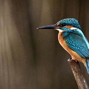 Common Kingfisher