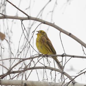 Yellowhammer