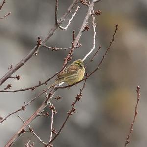 Cirl Bunting