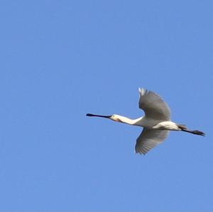 Eurasian Spoonbill