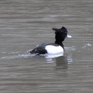 Tufted Duck