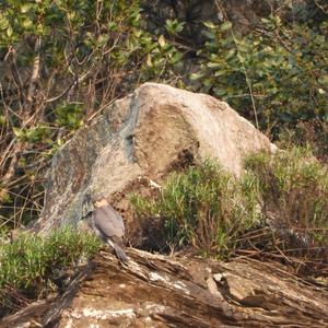 Eurasian Sparrowhawk
