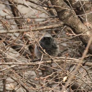 Black Redstart