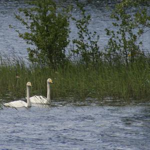 Whooper Swan