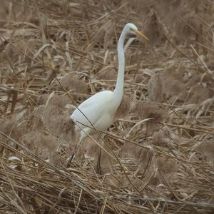Great Egret