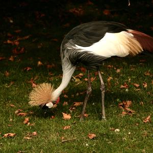 Black Crowned-crane