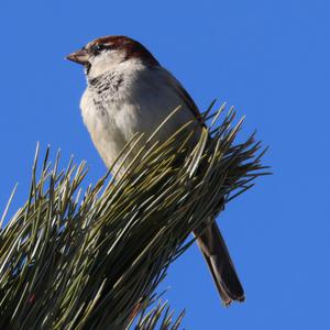 Haussperling