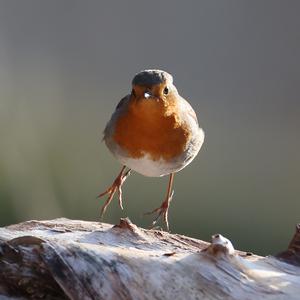 Rotkehlchen