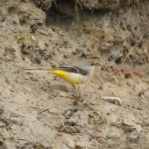 Grey Wagtail