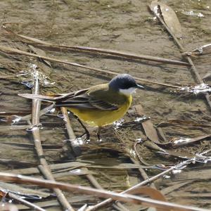 Yellow Wagtail