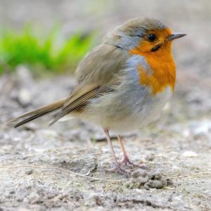 European Robin