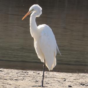 Great Egret