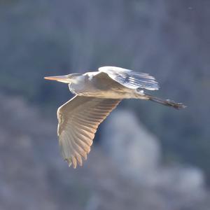 Grey Heron