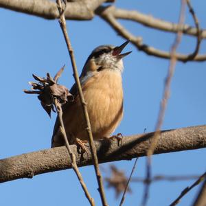 Wood Nuthatch