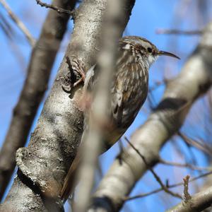 Short-toed Treecreeper