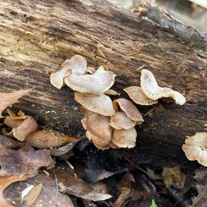 Unknown Species
