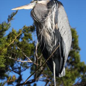 Great Blue Heron