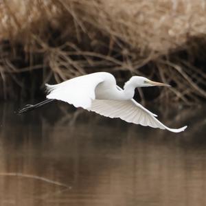 Great Egret
