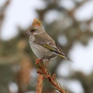 European Greenfinch