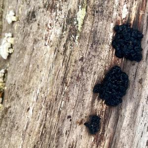 Unknown Species