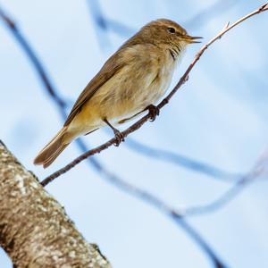 Common Chiffchaff
