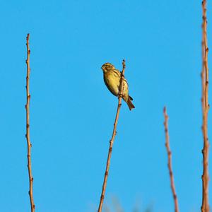 European Serin