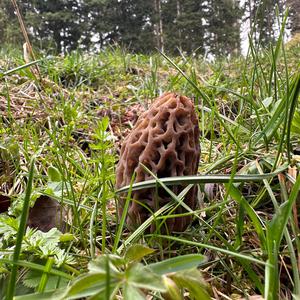 Black Morel
