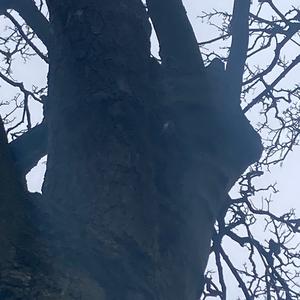 Eurasian Treecreeper