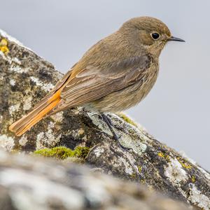 Black Redstart