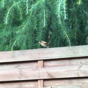 Brambling