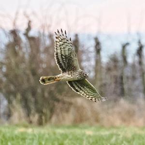 Northern Harrier