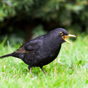 Eurasian Blackbird