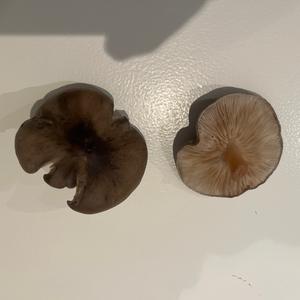 Unknown Species