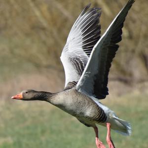 Greylag Goose